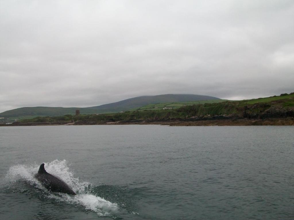 Fiuise B&B Dingle Exteriér fotografie